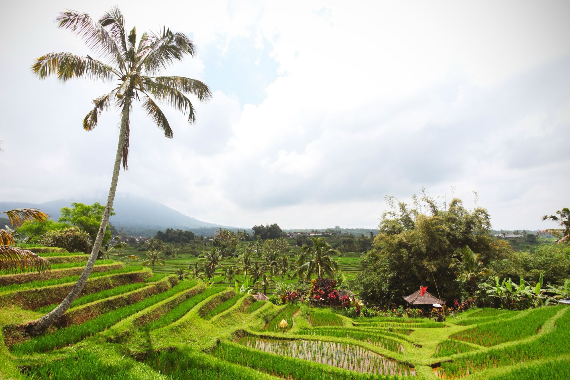 Reisterrassen auf Bali mit Palme und Bergen im Dunst